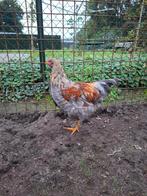 Brahma hanen 4 maanden oud, Dieren en Toebehoren, Pluimvee, Mannelijk, Kip