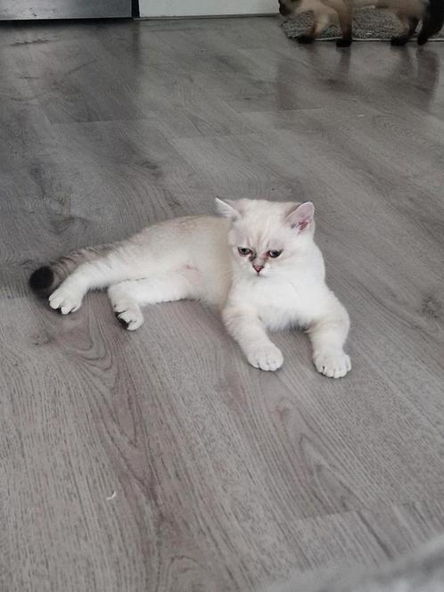 korthaar, Dieren en Toebehoren, Katten en Kittens | Raskatten | Korthaar