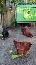 Omlet Eglu kippenhok met automatische deur en 6 hennen, Vrouwelijk, Kip