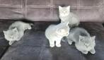 Britse korthaar kittens, Meerdere dieren, Ontwormd, 0 tot 2 jaar