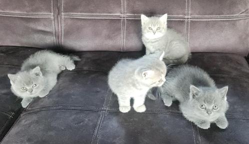 Britse korthaar kittens, Dieren en Toebehoren, Katten en Kittens | Raskatten | Korthaar, Meerdere dieren, 0 tot 2 jaar, Met stamboom