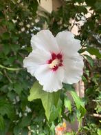 Volgroeide hibiscus op stam , 200 cm hoog, 4 cm dikke stam, Ophalen, Overige soorten, Struik, 100 tot 250 cm