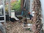 koppel roulroul, Dieren en Toebehoren, Pluimvee, Meerdere dieren, Kip