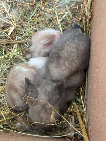 2 baby konijnen te koop gaan alleen samen weg! beschikbaar voor biedingen