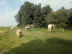 24/7 buiten stalling met weidegang voor pony, Dieren en Toebehoren, Stalling en Weidegang