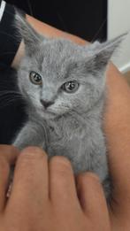 Britse korthaar, Dieren en Toebehoren, Katten en Kittens | Raskatten | Korthaar