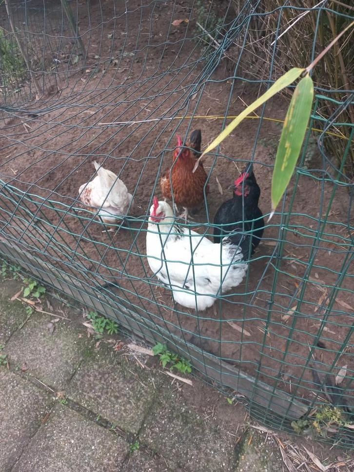 Kippen pluimvee, Dieren en Toebehoren, Pluimvee, Kip, Vrouwelijk