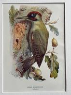 1901 - litho - Groene specht / woodpecker, Ophalen of Verzenden