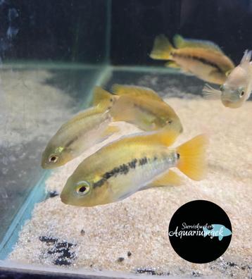 Herotilapia multispinosa - regenboogchiclide beschikbaar voor biedingen