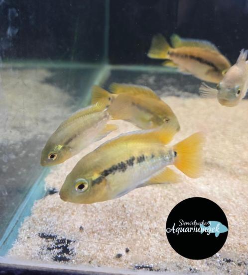 Herotilapia multispinosa - regenboogchiclide, Dieren en Toebehoren, Vissen | Aquariumvissen, Zoetwatervis, Vis