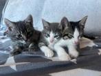 Kittens aangeboden, Dieren en Toebehoren, Meerdere dieren