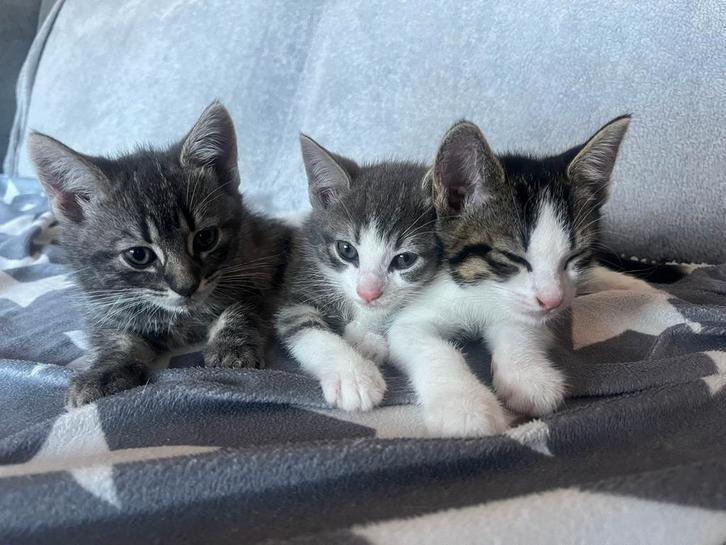 Kittens aangeboden, Dieren en Toebehoren, Katten en Kittens | Overige Katten, Meerdere dieren