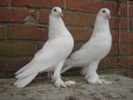 Witte .. Sierduiven '', Dieren en Toebehoren, Vogels | Duiven, Overige soorten