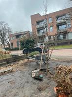 Red Robin Glansmispel gratis, Ophalen of Verzenden, Halfschaduw, Overige soorten, 100 tot 250 cm