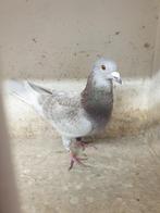 POSTDUIVEN PRACHTIGGE * ROOD KRAS * DOFFER UIT TOP LIJNEN, Dieren en Toebehoren, Vogels | Duiven, Mannelijk, Postduif