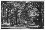Ginneken, Breda, Mastbosch, Mastbos, bosgezicht, Verzenden, 1920 tot 1940, Gelopen, Noord-Brabant