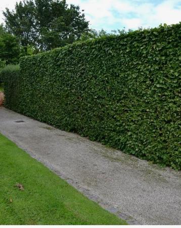 Carpinus betulus haagbeuk beschikbaar voor biedingen