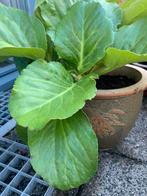 Grote Schoenlappersplant /Bergenia Cordifolia 🌸 bloeit roze, Tuin en Terras, Planten | Tuinplanten, Ophalen, Bodembedekkers, Vaste plant