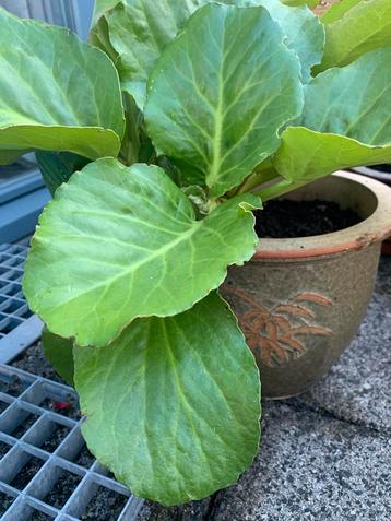 Grote Schoenlappersplant /Bergenia Cordifolia 🌸 bloeit roze beschikbaar voor biedingen