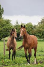 Stalling of weidegang gezocht‼️, Dieren en Toebehoren, Stalling en Weidegang