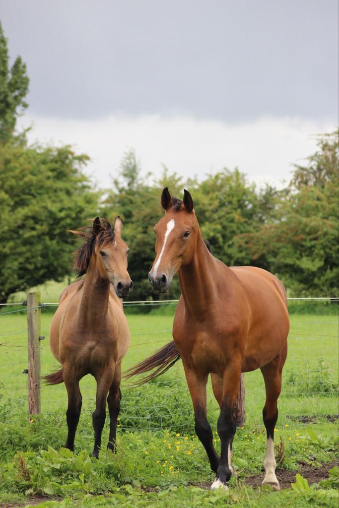 Stalling of weidegang gezocht‼️, Dieren en Toebehoren, Stalling en Weidegang