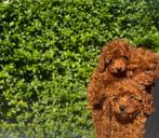 🐾Toy poedel, toy poodle, mini poedel, toypoedel, 🐾, Dieren en Toebehoren, Poedel, Rabiës (hondsdolheid), 8 tot 15 weken, Meerdere