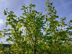 Japanse notenboom 'Ginkgo Biloba' Goedkoop!, In pot, Zomer, Overige soorten, Volle zon