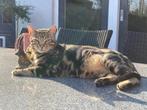 Koning Xavi (stamboom Bengaal) zoekt een nieuw paleis, Dieren en Toebehoren, Katten en Kittens | Raskatten | Korthaar, Kater, Gechipt
