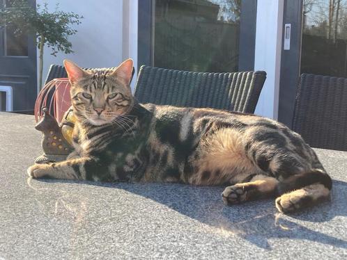 Koning Xavi (stamboom Bengaal) zoekt een nieuw paleis, Dieren en Toebehoren, Katten en Kittens | Raskatten | Korthaar, Kater, 3 tot 5 jaar