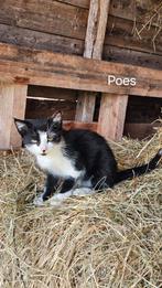 Boerderij Kittens (1x poes nog beschikbaar), Meerdere dieren