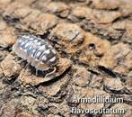 Armadillidium flavoscutatum, Overige soorten