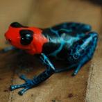 Ranitomeya benedicta 'Shucushuyacu', ook dit paasweekend, Dieren en Toebehoren, Reptielen en Amfibieën