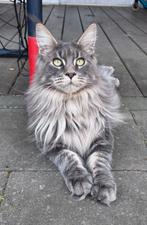 Russische Maine coon Dekkater (niet te koop), 0 tot 2 jaar