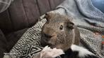 3 mannelijke cavias incl toebehoren, Dieren en Toebehoren, Cavia, April, Mannelijk, Tam