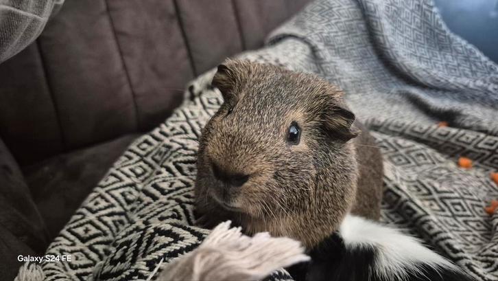 3 mannelijke cavias incl toebehoren, Dieren en Toebehoren, Knaagdieren, Mannelijk, Cavia, April, Tam