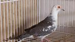 Diamantduif, Mannelijk, Tropenvogel, Geringd