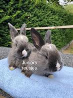 Duitse reus Siamees Sable, Mannelijk, Groot