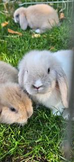 Meerdere lieve minilop x nhd schatjes, Meerdere dieren, Dwerg