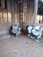 Wyandotte zilver zwart gezoomd., Dieren en Toebehoren, Pluimvee, Meerdere dieren, Kip