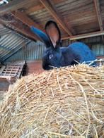 Lotaringer konijn, Mannelijk