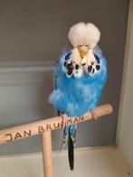 ENGELSE GRASPARKIETEN, Meerdere dieren, Parkiet