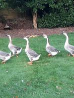 Chineese knobbel ganzen, Dieren en Toebehoren, Pluimvee, Meerdere dieren, Gans of Zwaan