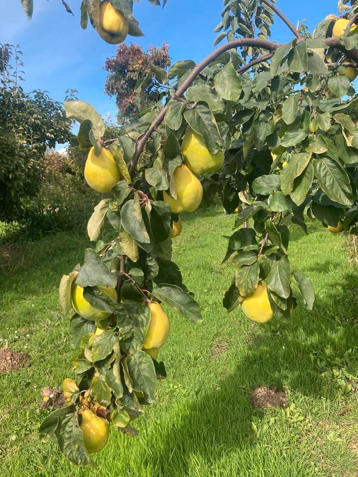FRUITBOMEN, Tuin en Terras, Planten | Fruitbomen, Appelboom, 100 tot 250 cm, Volle zon, Lente, Ophalen