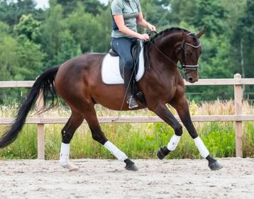 Veelbelovende 6-jarige dressuur merrie KWPN beschikbaar voor biedingen