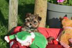 Yorkshire terrier pups direct beschikbaar, Yorkshire Terriër, België, Rabiës (hondsdolheid), 15 weken tot 1 jaar