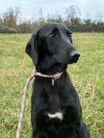 Zachtaardige Tisa zoekt een gouden mand, Particulier, 15 weken tot 1 jaar, Buitenland, Teef