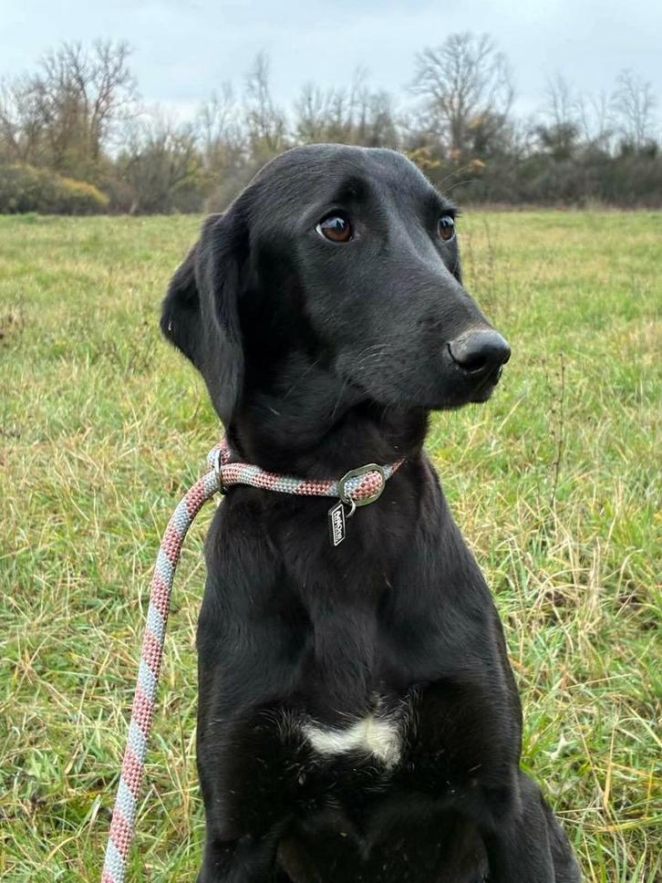 Zachtaardige Tisa zoekt een gouden mand, Dieren en Toebehoren, Honden | Niet-rashonden, Middel, Teef, Particulier, Eén hond, Buitenland