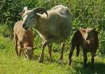 Schaap schapen 2 lammeren Drents Drenthe, Dieren en Toebehoren, Schapen, Geiten en Varkens, Vrouwelijk, Schaap
