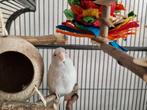 Forpus pop grijs, 3 jaar, geringd, Dieren en Toebehoren, Vogels | Parkieten en Papegaaien, Vrouwelijk, Dwergpapegaai of Agapornis