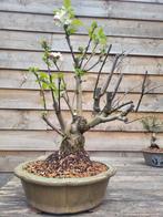 big old Malus bonsai, Minder dan 100 cm, Overige soorten, Ophalen of Verzenden